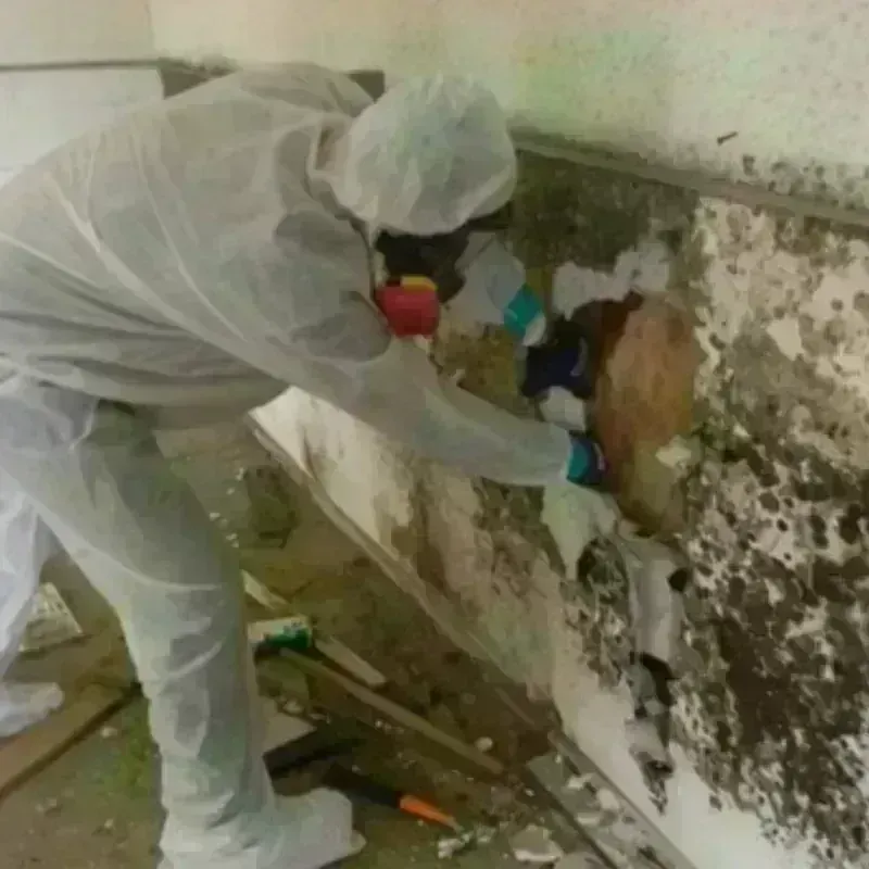 Mold Remediation and Removal in Woodlawn, OH